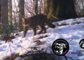 У Карпатах помітили червонокнижного лісового кота (ФОТО)