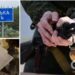 “Жодної паніки немає?” На Харківщині знайшли цілу пачку відмов окупантів від участі в бойових діях. Відео