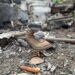 Генштаб оновив статистику втрат росіян за добу: плюс 520 мертвих окупантів
