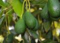 Чистить кров та тримає холестерин в нормі. Продукт якого повно в магазині