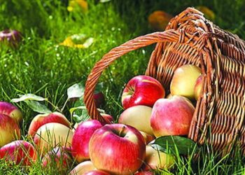 Доступні осінні продукти, які будуть корисні здоров’ю