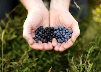 Названо три суперпродукти, що поліпшують пам’ять і роботу мозку після 40 років