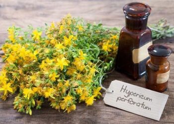 Звіробій в народній медицині: користь та небезпека