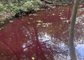 На Закарпатті почервоніла вода в одному з каналів: екологи стривожені