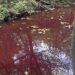 На Закарпатті почервоніла вода в одному з каналів: екологи стривожені