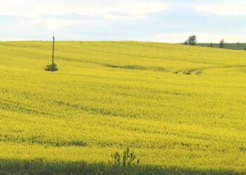 Більше жодних пільг: пенсіонерів змусять платити податок на землю