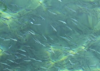 Вчені переглянули історію походження води: вона з’явилася набагато раніше, ніж вважалося